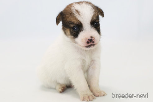 成約済の神奈川県のジャックラッセルテリア-305795の3枚目